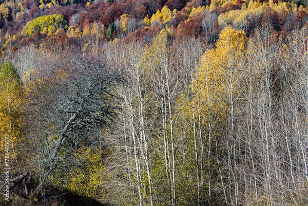 Fototapeta Colors in autumn