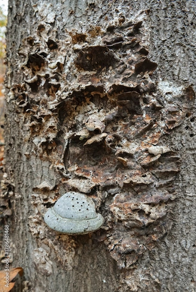 Fototapeta Closeup on an small false tinder or hoof fungus mushroom, Fomes fomentarius on a tree-trunk