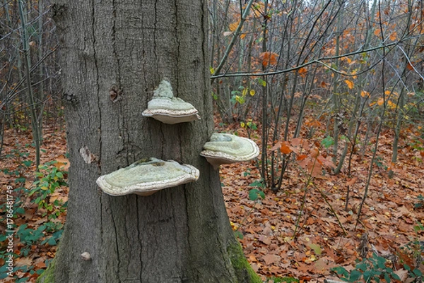 Fototapeta Closeup on the ,false tinder or hoof fungus mushroom, Fomes fomentarius growing on a tree-trunk