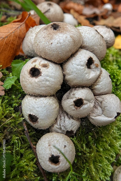 Fototapeta Closeup on a group of a common or warted puffball Lycoperdon perlatum on moss