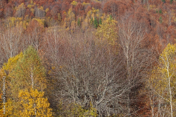 Fototapeta Colors in autumn