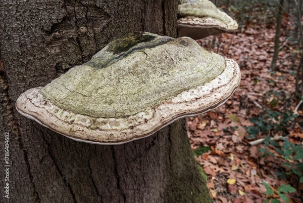 Fototapeta Closeup on the ,false tinder or hoof fungus mushroom, Fomes fomentarius growing on a tree-trunk