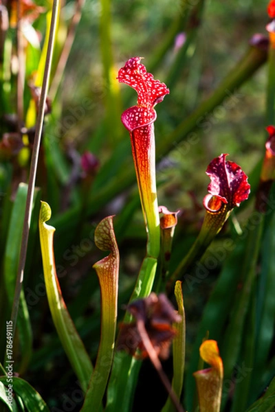Fototapeta Carnivorous flower growing in the garden in summer, selective focus.