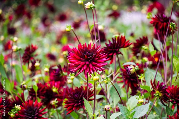 Fototapeta Red pigmy dahlia blooming in the garden, selective focus.