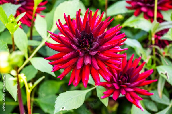 Fototapeta Red pigmy dahlia blooming in the garden, selective focus.