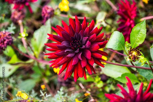 Fototapeta Red pigmy dahlia blooming in the garden, selective focus.