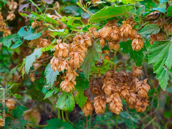 Fototapeta Close-up of a vine of the common hop in autumn