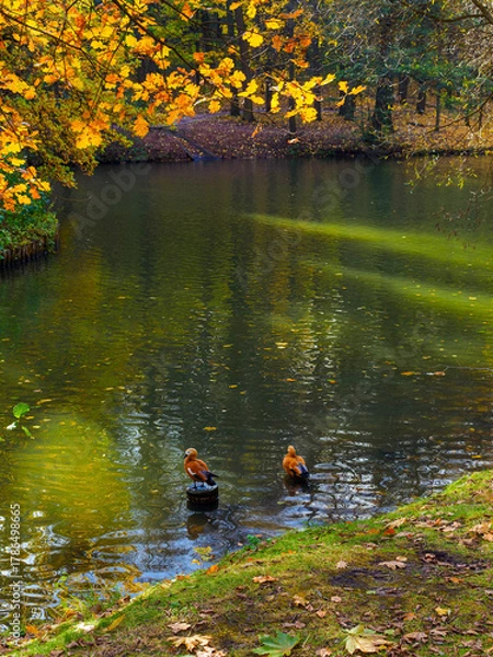 Fototapeta Two shelducks on the shore of a pond in a nature park. It's a sunny autumn day.