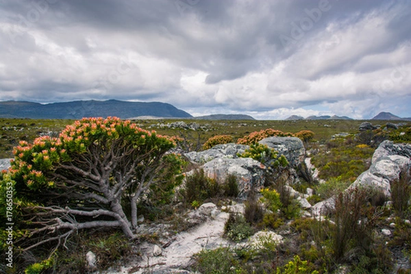 Fototapeta A flowering protea bush leans away from a hiking trail with cloudy skies threatening rain 