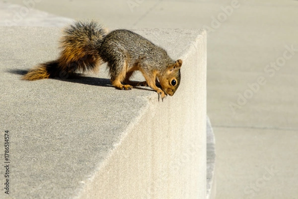 Obraz A squirrel looks down over a cement wall in an urban setting