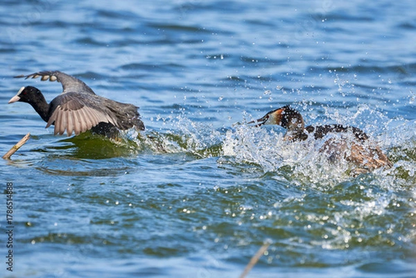 Obraz Great crested grebe chasing common coot bird ( Podiceps cristatus ).