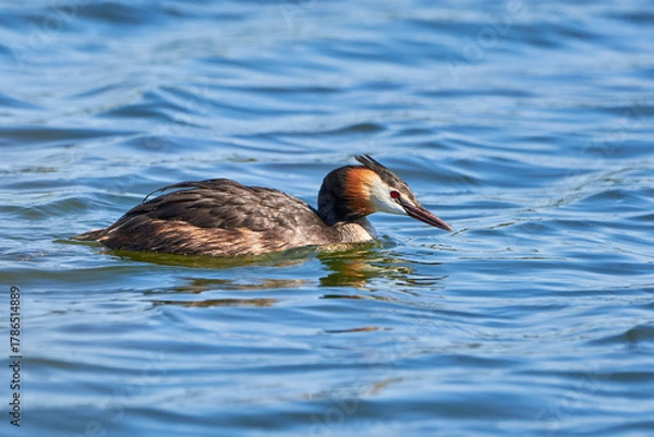 Obraz Great crested grebe bird close-up ( Podiceps cristatus ).