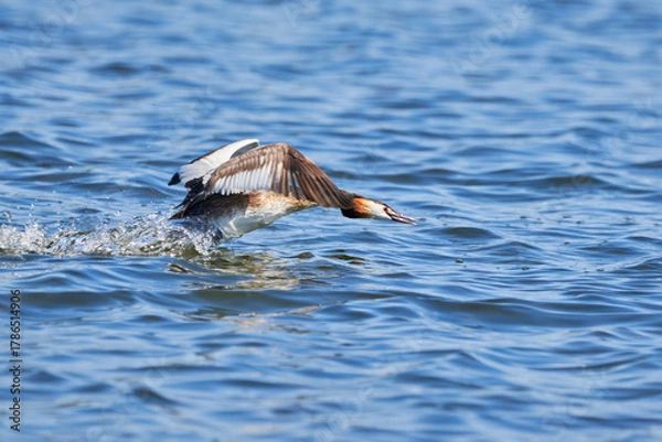 Obraz Great crested grebe bird running on water ( Podiceps cristatus ).