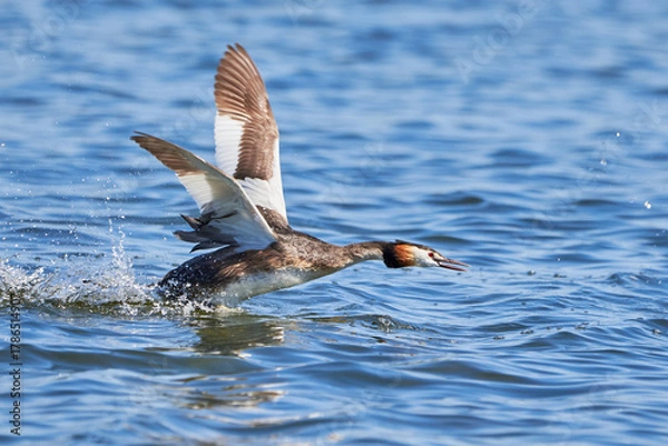 Obraz Great crested grebe bird running on water ( Podiceps cristatus ).