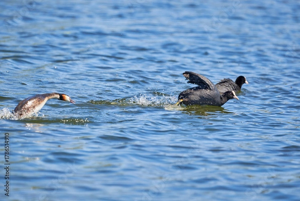 Obraz Great crested grebe chasing common coot bird ( Podiceps cristatus ).