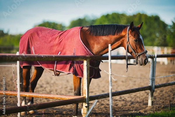 Fototapeta horse and foal