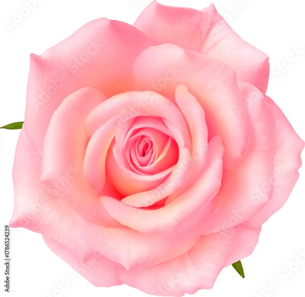 Obraz Pink Rose flowers focus stacking close up isolated for love wedding and valentines day