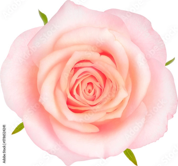 Obraz Pink Rose flowers focus stacking close up isolated for love wedding and valentines day