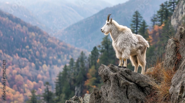 Obraz mountain goat standing on cliff edge wild nature