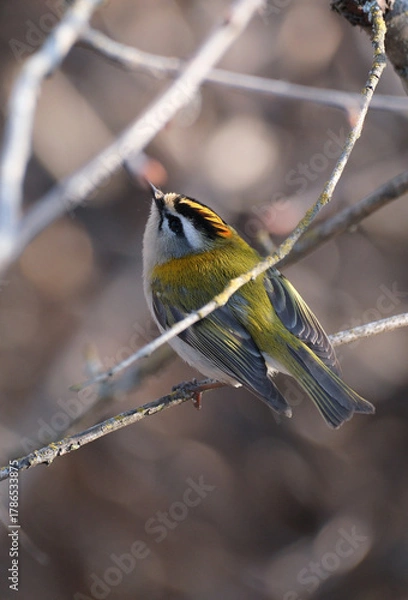 Fototapeta Common firecrest  on a dry branch looking for something to eat