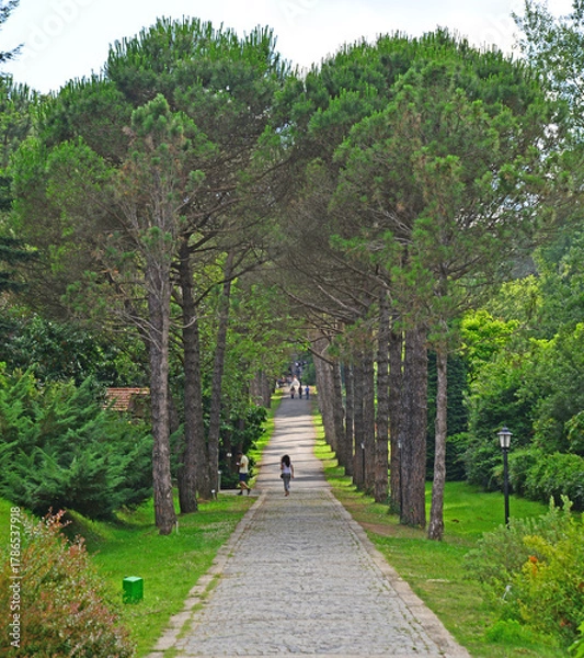 Obraz Ataturk Arboretum, located in Istanbul, Turkey, is a natural museum with many lice and trees.