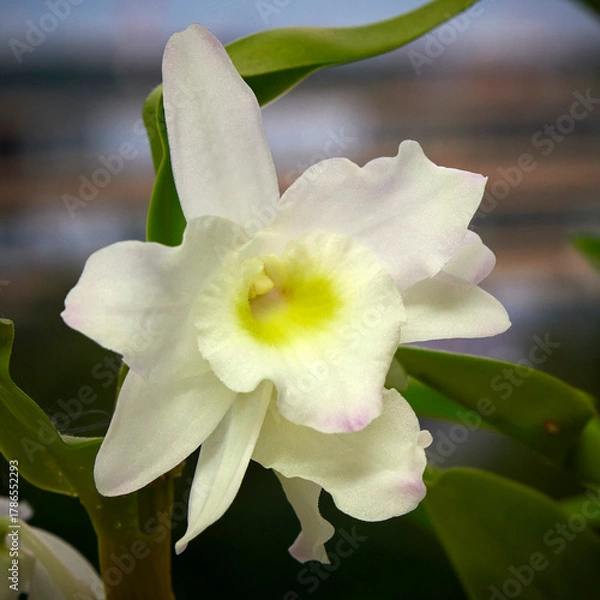 Fototapeta White orchid Dendrobium nobile in August