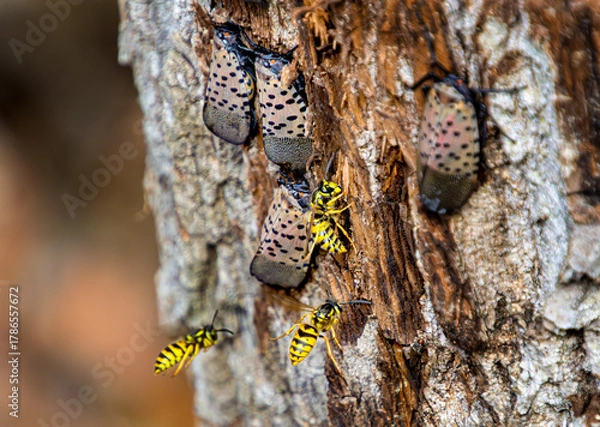 Fototapeta Yellowjacket wasps  are attracted to the sugary liquid called honeydew that is excreted by spotted lanternflies

