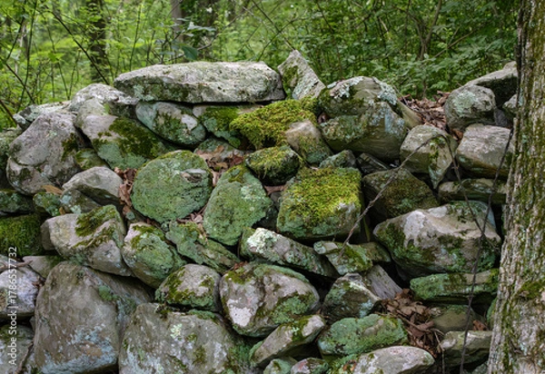 Fototapeta Moss and lichen cover rocks in a wall built by early farmers as field borders, in regrown forest land