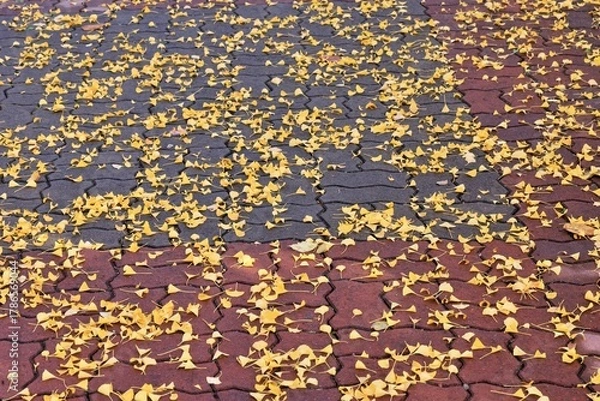 Obraz 보도에 떨어진 노란색 은행잎