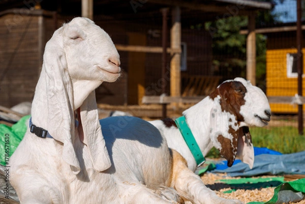 Fototapeta Portrait of white Nubian goats with long ears, looking at camera. Close-up wildlife concept. Funny face laughing in sun. High quality photo