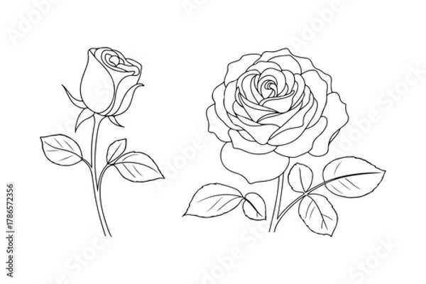 Fototapeta Elegant line drawing of two roses one budding one blooming