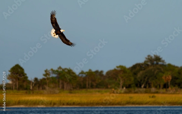 Obraz Eagle in flight before sunset