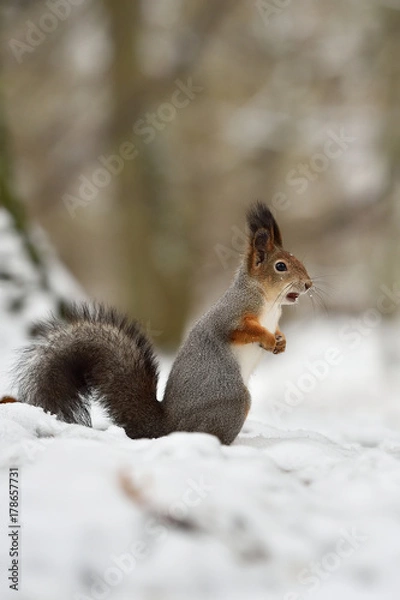 Obraz Red Squirrel on snow. Red Squirrel in winter.