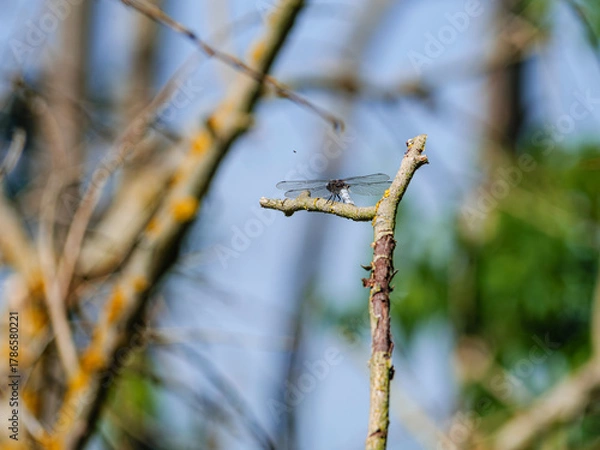Fototapeta willow branches in spring