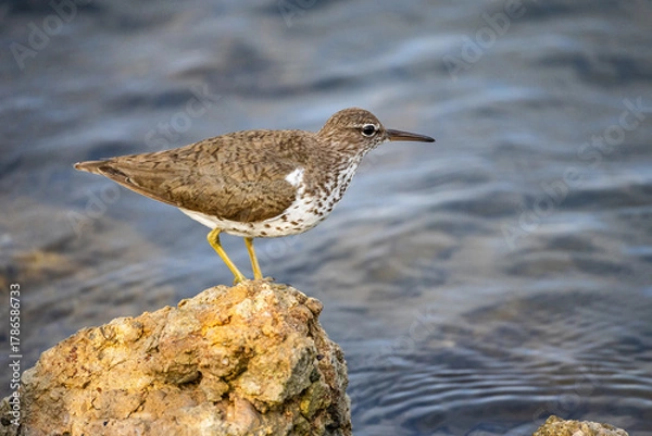 Obraz Spotted Sandpiper on Rock