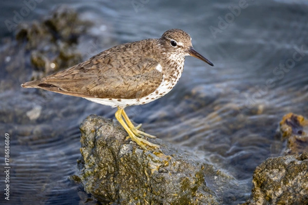 Obraz Spotted Sandpiper