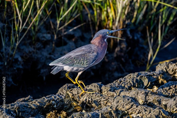 Obraz Calling Green Heron