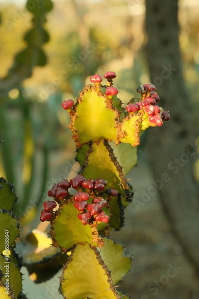 Obraz Close up of flowering green cactus plant in san diego california