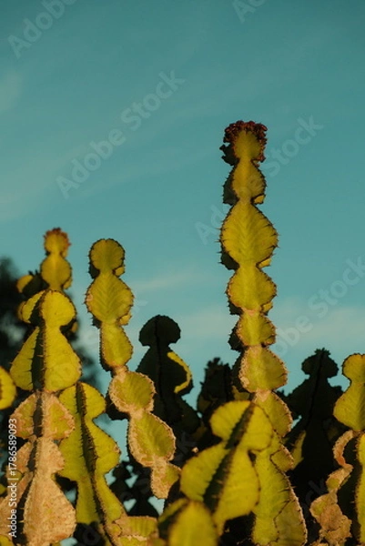 Fototapeta Beautiful green cactus pod basked in sunlight during golden hour with blue skies