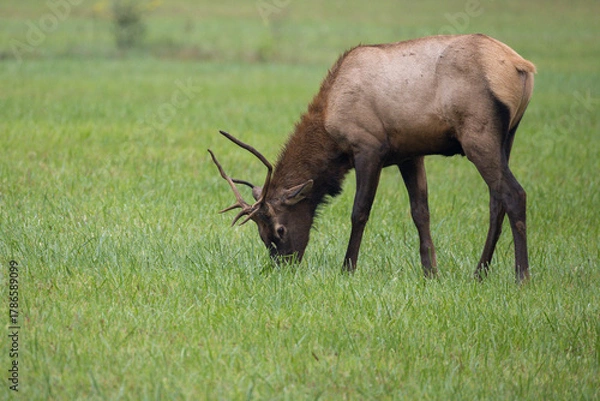Obraz Grazing Elk