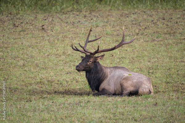 Obraz Resting Elk