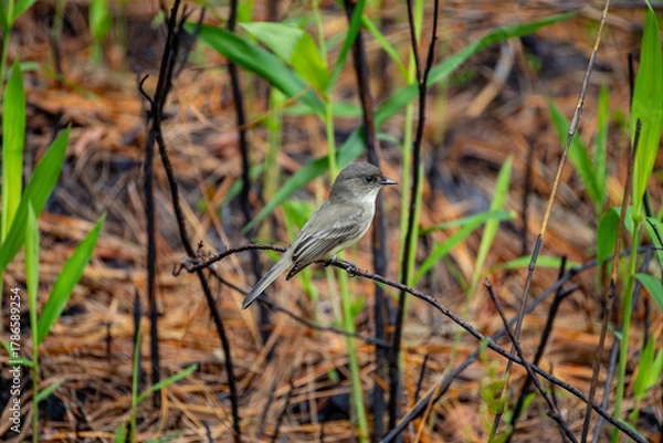 Obraz Eastern Phoebe