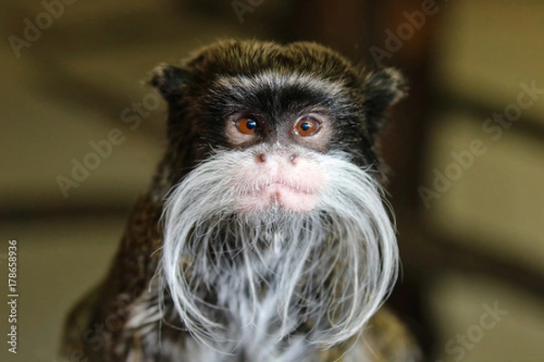 Obraz Emperor Tamarin Monkey
