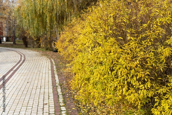 Obraz Yellow autumn bushes along a paved park pathway