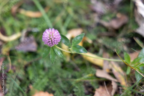 Fototapeta Purple clover flower on forest floor in soft focus