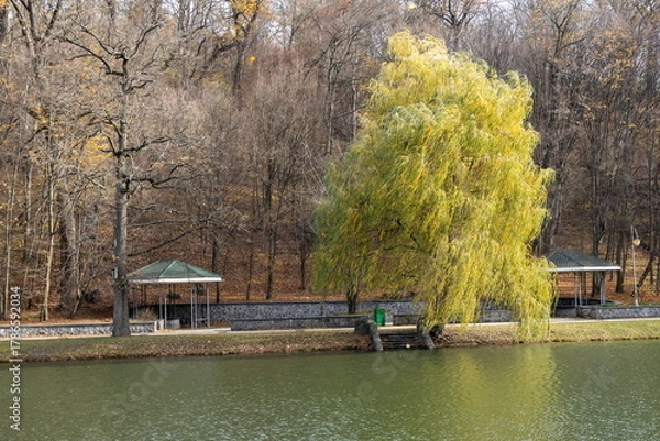 Fototapeta Willow tree by riverside in autumn city park