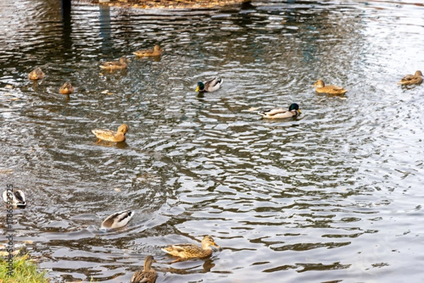 Fototapeta Ducks swimming on a calm pond in daylight