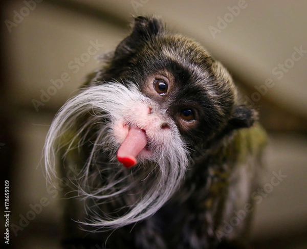 Fototapeta Emperor Tamarin Monkey