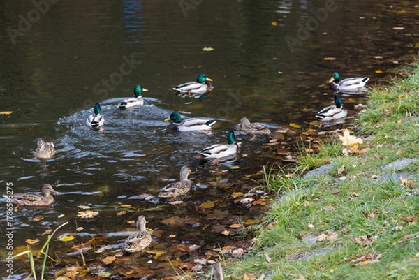 Fototapeta Mallard ducks swimming and resting by autumn pond edge