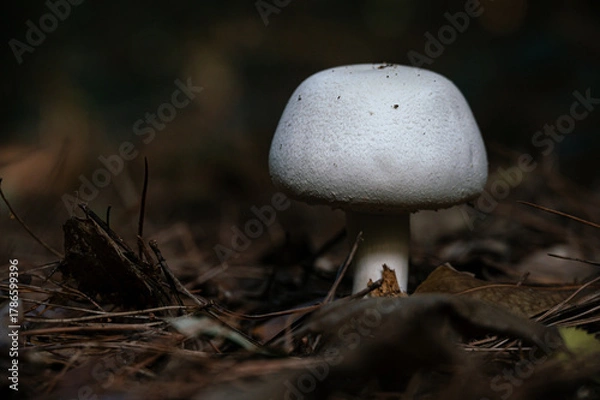 Obraz mushrooms in the forest